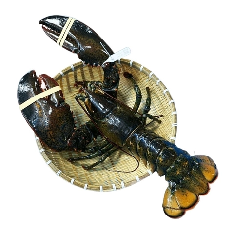 Tôm Hùm Alaska Sống Lớn (Sao chép)